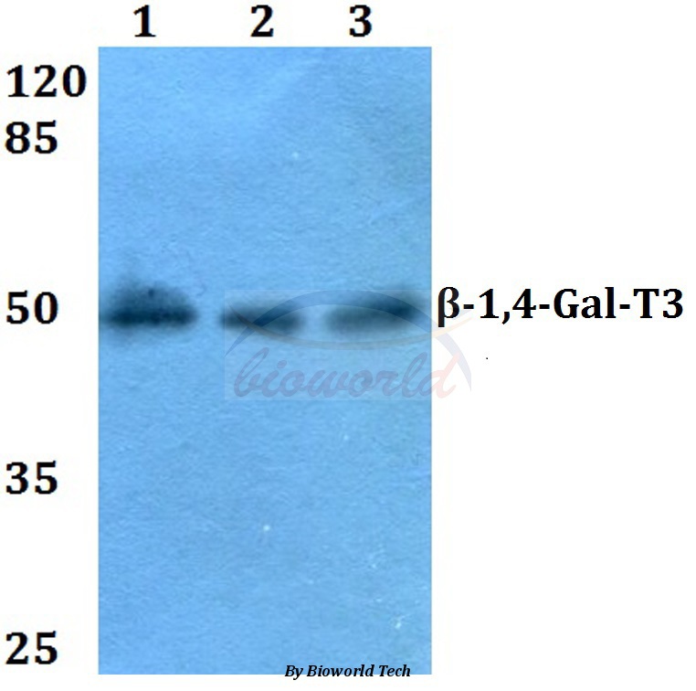 Western blot (WB) analysis of β-1,4-Gal-T3 (F304) pAb at 1:500 dilution Lane1:A549 whole cell lysate Lane2:Mouse heart tissue lysate Lane3:Rat heart tissue lysate