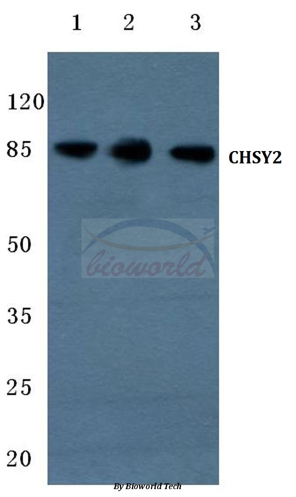 Western blot (WB) analysis of CHSY2 (R671) pAb at 1:500 dilution Lane1:HEK293T cell lysate Lane2:Raw264.7 cell lysate Lane3:PC12 cell lysate