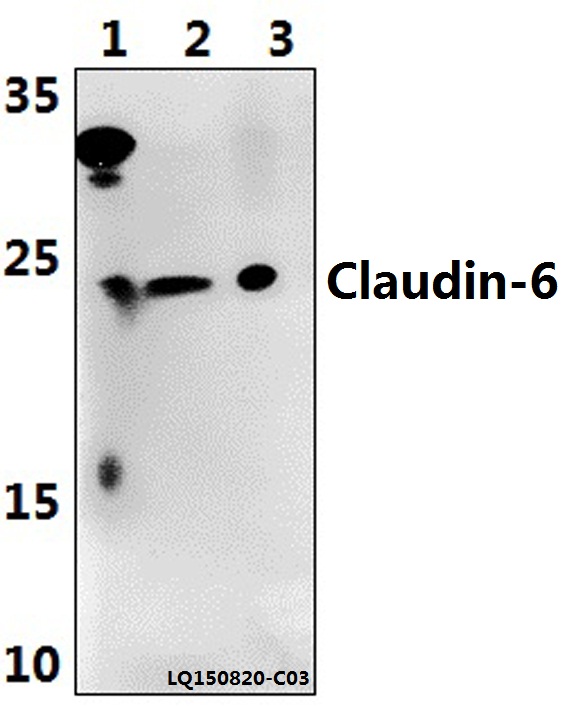 Western blot (WB) analysis of Claudin-6 (V118) pAb at 1:500 dilution Lane1:The Liver tissue lysate of Rat(40ug) Lane2:The Liver tissue lysate of Mouse(40ug) Lane3:HepG2 whole cell lysate(40ug)