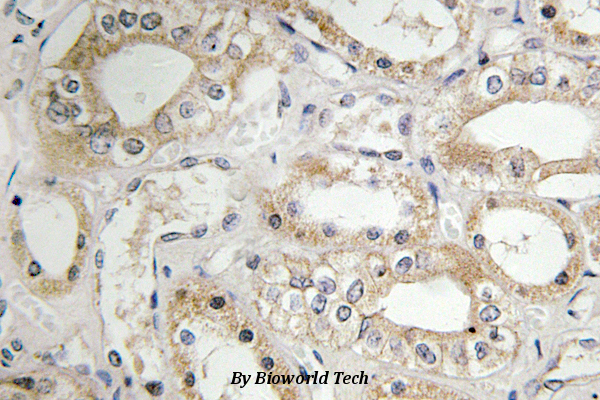 Immunohistochemistry (IHC) analyzes of GRB14 (D123) pAb in paraffin-embedded human kidney tissue.