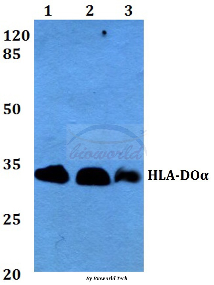 Western blot (WB) analysis of HLA-DOα (V111) pAb at 1:500 dilution Lane1:A549 whole cell lysate Lane2:Raw264.7 whole cell lysate Lane3:H9C2 whole cell lysate