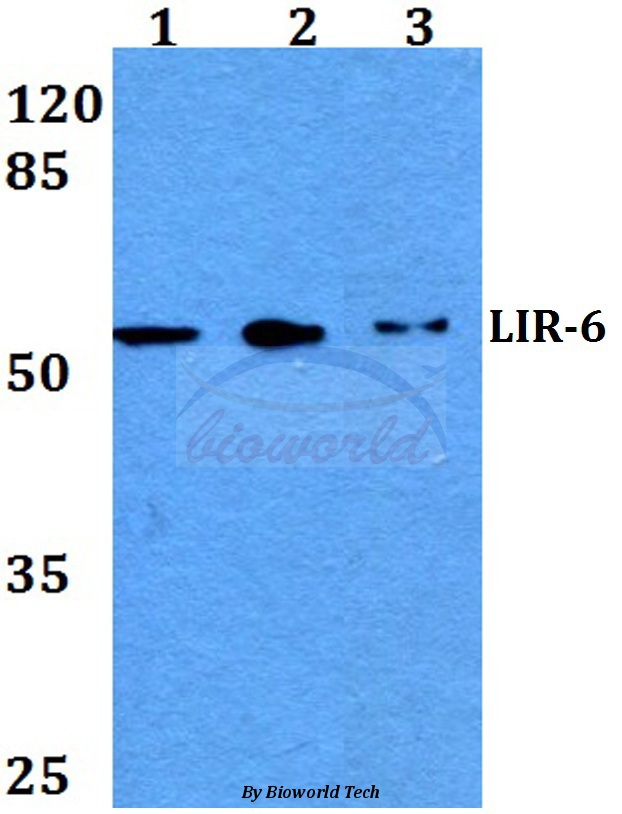 Western blot (WB) analysis of LIR-6 (F83) pAb at 1:500 dilution Lane1:Hela whole cell lysate Lane2:Raw264.7 whole cell lysate Lane3:H9C2 whole cell lysate