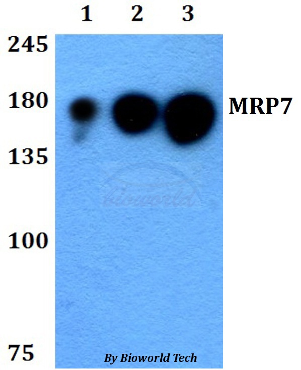Western blot (WB) analysis of MRP7 (E865) pAb at 1:500 dilution Lane1:HEK293T whole cell lysate Lane2:Raw264.7 whole cell lysate Lane3:PC12 whole cell lysate