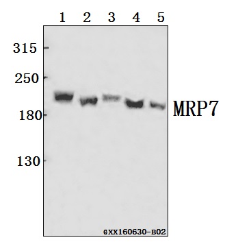 Western blot (WB) analysis of MRP7 (E865) pAb at 1:500 dilution Lane1:HEK293T whole cell lysate(40ug) Lane2:A549 whole cell lysate(40ug) Lane3:The Spleen tissue lysate of Mouse(40ug) Lane4:SGC7901 whole cell lysate(40ug) Lane5:H9C2 whole cell lysate(40ug)