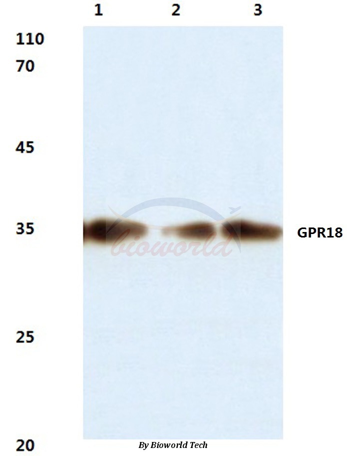 Western blot (WB) analysis of GPR18 (C172) pAb at 1:500 dilution Lane1:HEK293T cell lysate Lane2:Mouse brain tissue lysate Lane3:Rat brain tissue lysate
