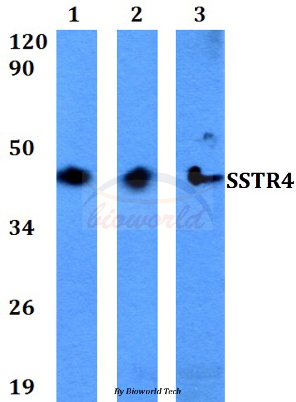 Western blot (WB) analysis of SSTR4 (Q194) pAb at 1:500 dilution Lane1:Hela whole cell lysate Lane2:NIH-3T3 whole cell lysate Lane3:PC12 whole cell lysate