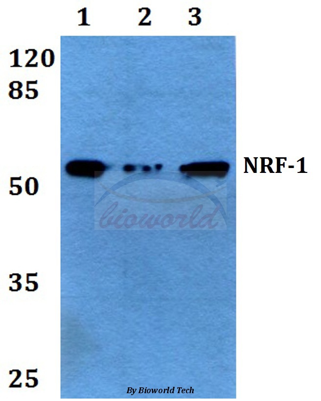 Western blot (WB) analysis of NRF-1 (V256) pAb at 1:500 dilution Lane1:A549 whole cell lysate Lane2:Raw264.7 whole cell lysate Lane3:PC12 whole cell lysate