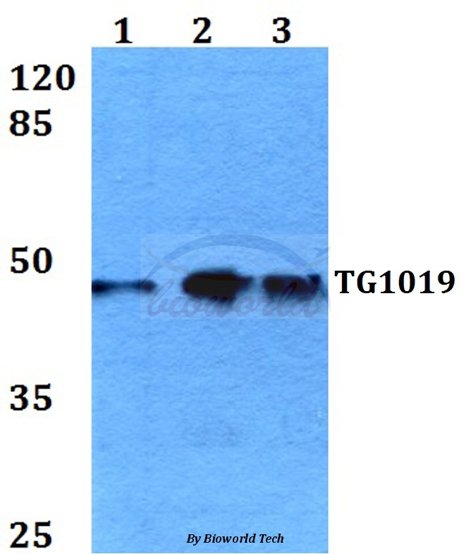 Western blot (WB) analysis of TG1019 (R251) pAb at 1:500 dilution Lane1:A549 whole cell lysate Lane2:Raw264.7 whole cell lysate Lane3:PC12 whole cell lysate