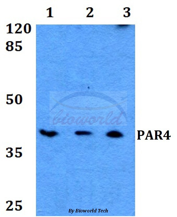 Western blot (WB) analysis of PAR4 (R68) pAb at 1:500 dilution Lane1:A549 whole cell lysate Lane2:Raw264.7 whole cell lysate Lane3:PC12 whole cell lysate