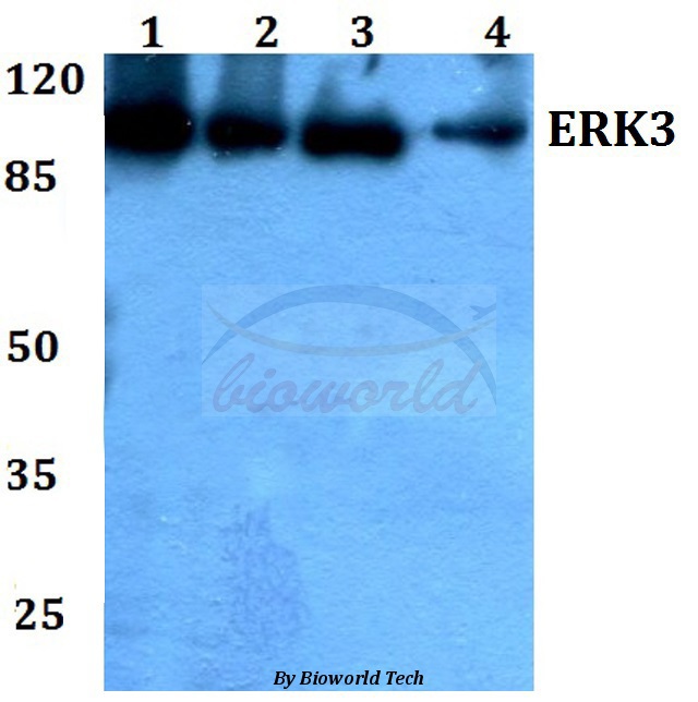Western blot (WB) analysis of ERK3 (K185) pAb at 1:500 dilution Lane1:Hela whole cell lysate Lane2:Raw264.7 whole cell lysate Lane3:PC12 whole cell lysate Lane4:sp2/0 whole cell lysate