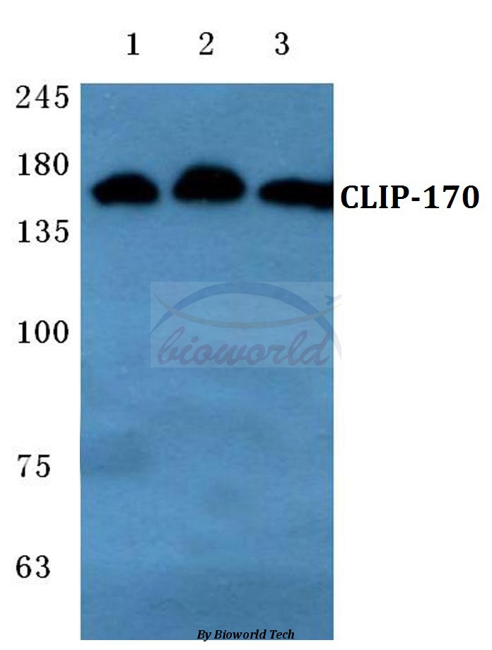 Western blot (WB) analysis of CLIP-170 (K1332) pAb at 1:500 dilution Lane1:MCF-7 cell lysate Lane2:sp2/0 cell lysate Lane3:PC12 cell lysate