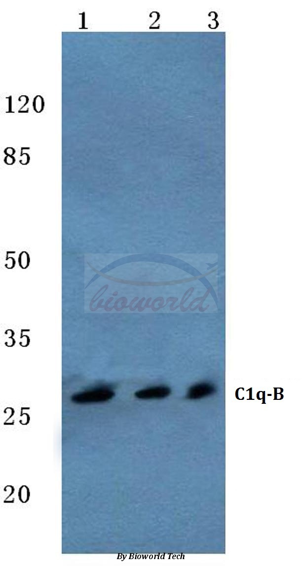 Western blot (WB) analysis of C1q-B (V193) pAb at 1:500 dilution Lane1:HEK293T cell lysate Lane2:Raw264.7 cell lysate Lane3:H9C2 cell lysate