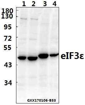 Western blot (WB) analysis of eIF3ε (V116) pAb at 1:500 dilution Lane1:HEK293T whole cell lysate(40ug) Lane2:HCT116 whole cell lysate(40ug) Lane3:BV2 whole cell lysate(40ug) Lane4:PC12 whole cell lysate(40ug)