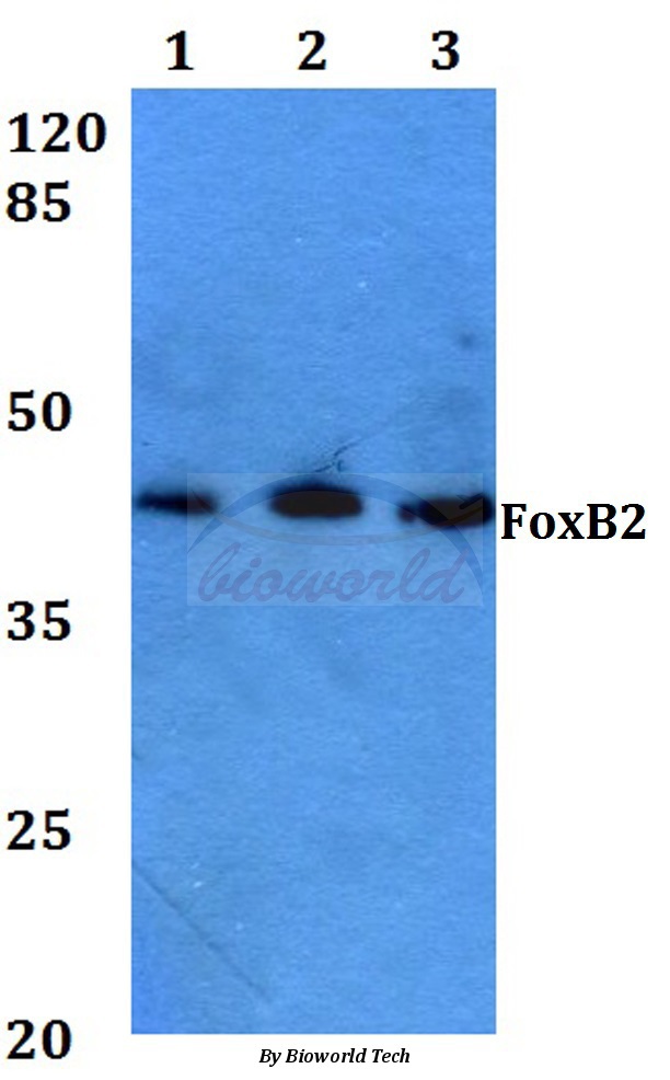 Western blot (WB) analysis of FoxB2 (Q285) pAb at 1:500 dilution Lane1:Hela whole cell lysate Lane2:Mouse heart tissue lysate Lane3:Rat heart tissue lysate