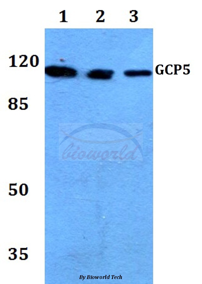 Western blot (WB) analysis of GCP5 (I779) pAb at 1:500 dilution Lane1:HEK293T whole cell lysate Lane2:Raw264.7 whole cell lysate Lane3:H9C2 whole cell lysate