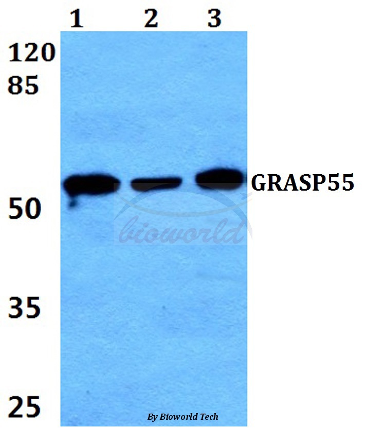 Western blot (WB) analysis of GRASP55 (L215) pAb at 1:500 dilution Lane1:HEK293T whole cell lysate Lane2:Mouse heart tissue lysate Lane3:PC12 whole cell lysate