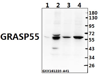 Western blot (WB) analysis of GRASP55 (L215) pAb at 1:500 dilution Lane1:CT26 whole cell lysate(40ug) Lane2:H9C2 whole cell lysate(40ug) Lane3:A549 whole cell lysate(40ug) Lane4:HEK293T whole cell lysate(40ug)