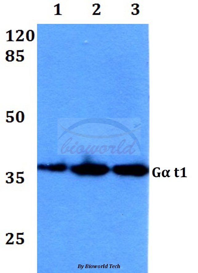 Western blot (WB) analysis of Gα t1 (M104) pAb at 1:500 dilution Lane1:HEK293T whole cell lysate Lane2:sp2/0 whole cell lysate Lane3:PC12 whole cell lysate