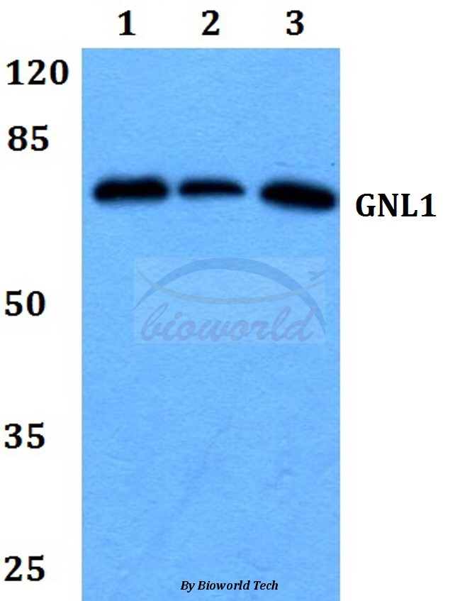 Western blot (WB) analysis of GNL1 (Q103) pAb at 1:500 dilution Lane1:MCF-7 whole cell lysate Lane2:Raw264.7 whole cell lysate Lane3:H9C2 whole cell lysate