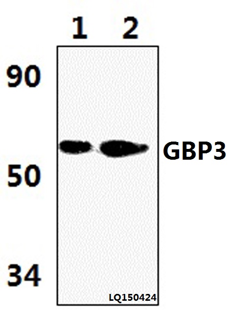 Western blot (WB) analysis of GBP3 (L520) pAb at 1:1000 dilution Lane1:HELA whole cell lysate(42ug) Lane2:HEPG2 whole cell lysate(55ug)