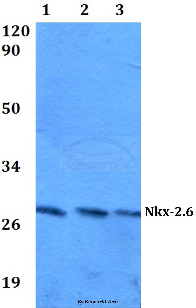 Western blot (WB) analysis of Nkx-2.6 (R133) pAb at 1:500 dilution Lane1:HEK293T whole cell lysate Lane2:sp2/0 whole cell lysate Lane3:PC12 whole cell lysate