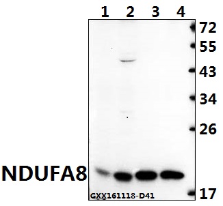 Western blot (WB) analysis of NDUFA8 (P141) pAb at 1:500 dilution Lane1:C6 whole cell lysate(40ug) Lane2:AML-12 whole cell lysate(40ug) Lane3:HEK293T whole cell lysate(40ug) Lane4:L02 whole cell lysate(40ug)