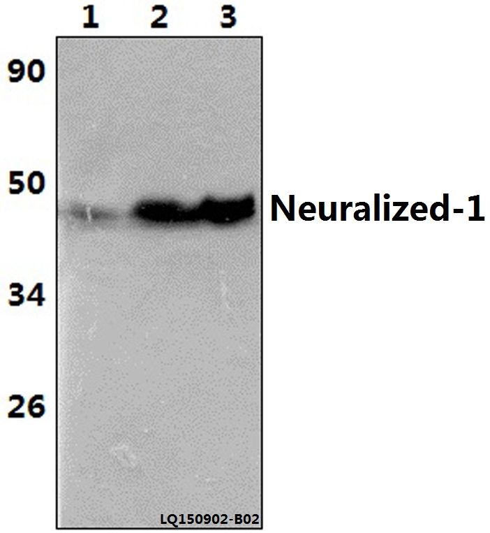 Western blot (WB) analysis of Neuralized-1 (V250) pAb at 1:1000 dilution Lane1:Hela whole cell lysate(40ug) Lane2:PC12 whole cell lysate(40ug) Lane3:NIH-3T3 whole cell lysate(40ug)