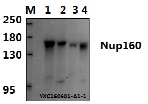 Western blot (WB) analysis of Nup160 (L424) pAb at 1:500 dillution Lane1:U-87MG whole cell lysate (40μg) Lane2:The Testis tissue lysate of Mouse (40μg) Lane3:The Brain tissue lysate of Mouse (40μg) Lane4:The Testis tissue lysate of Rat (40μg)