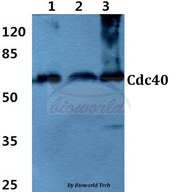 Western blot (WB) analysis of Cdc40 (S209) pAb at 1:500 dilution Lane1:HEK293A cell lysate Lane2:Raw264.7 cell lysate Lane3:PC12 cell lysate