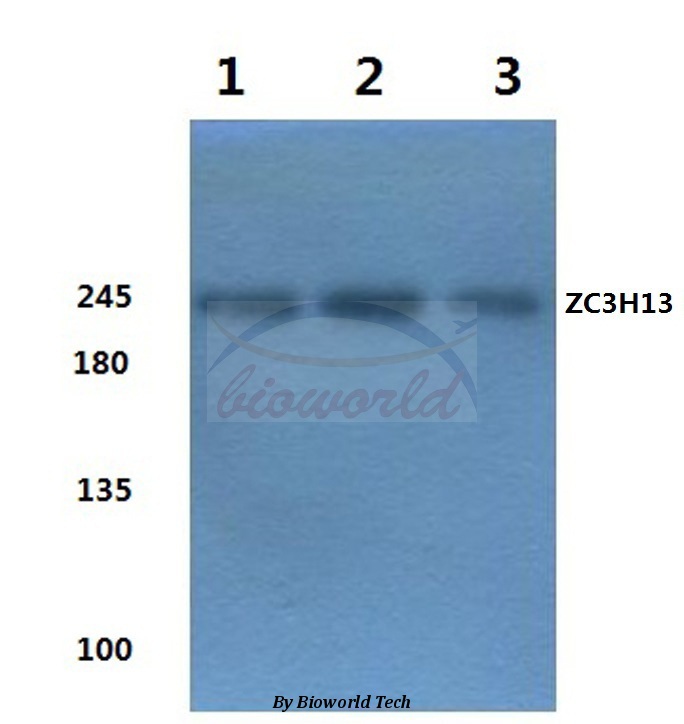 Western blot (WB) analysis of ZC3H13 (E1611) pAb at 1:500 dilution Lane1:Hela cell lysate Lane2:NIH-3T3 cell lysate Lane3:PC12 cell lysate