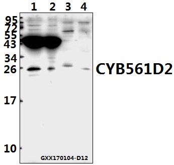Western blot (WB) analysis of CYB561D2 (H86) pAb at 1:500 dilution Lane1:A549 whole cell lysate(40ug) Lane2:DLD whole cell lysate(40ug) Lane3:The Spleen tissue lysate of Mouse(40ug) Lane4:The Spleen tissue lysate of Rat(40ug)
