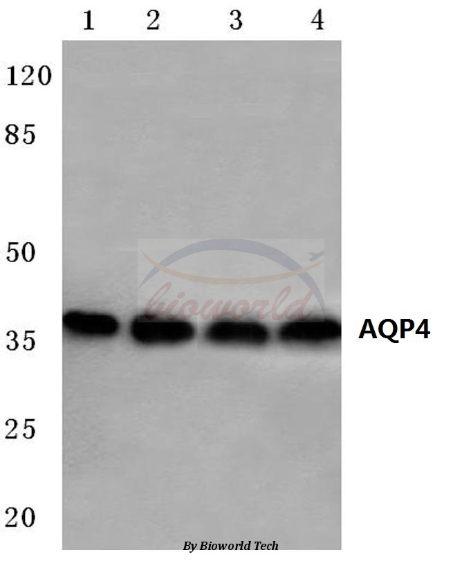 Western blot (WB) analysis of AQP4 (P253) pAb at 1:500 dilution Lane1:Hela cell lysate Lane2:Jurkat cell lysate Lane3:PC12 cell lysate Lane4:sp2/0 cell lysate