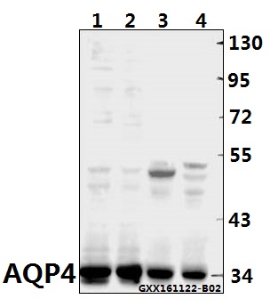 Western blot (WB) analysis of AQP4 (P253) pAb at 1:500 dilution Lane1:HEK293T whole cell lysate(40ug) Lane2:HCC827 whole cell lysate(40ug) Lane3:The Brain tissue lysate of Mouse(40ug) Lane4:The Brain tissue lysate of Rat(40ug)