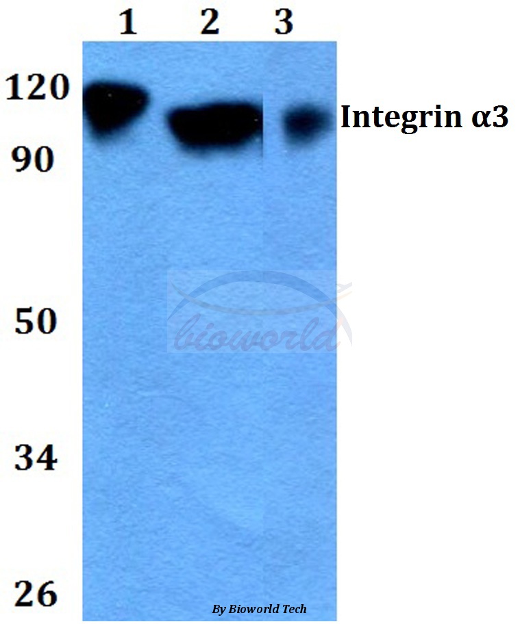 Western blot (WB) analysis of Integrin α3 (F531) pAb at 1:500 dilution Lane1:HepG2 whole cell lysate Lane2:Raw264.7 whole cell lysate Lane3:PC12 whole cell lysate