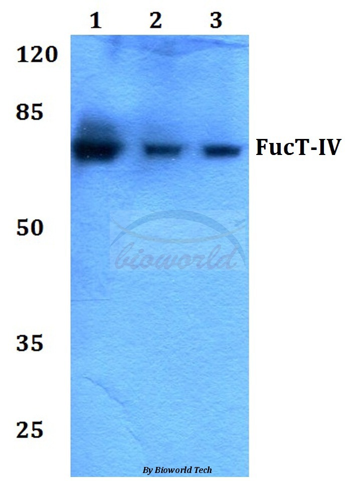 Western blot (WB) analysis of FucT-IV (E71) pAb at 1:500 dilution Lane1:HEK293T whole cell lysate Lane2:Raw264.7 whole cell lysate Lane3:H9C2 whole cell lysate