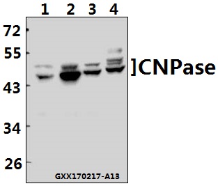 Western blot (WB) analysis of CNPase (A108) pAb at 1:500 dilution Lane1:Hela cell lysate Lane2:sp2/0 cell lysate Lane3:H9C2 cell lysate