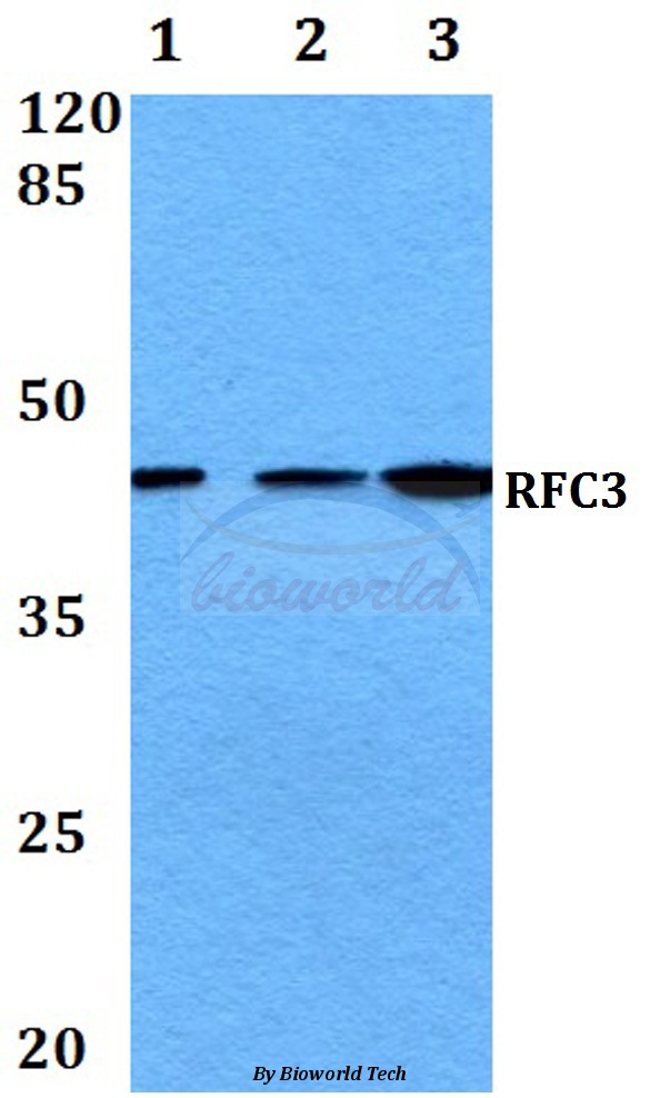 Western blot (WB) analysis of RFC3 (L227) pAb at 1:500 dilution Lane1:HepG2 whole cell lysate Lane2:Raw264.7 whole cell lysate Lane3:H9C2 whole cell lysate