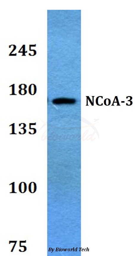 Western blot (WB) analysis of NCoA-3 (S587) pAb at 1:500 dilution Lane1:A549 whole cell lysate
