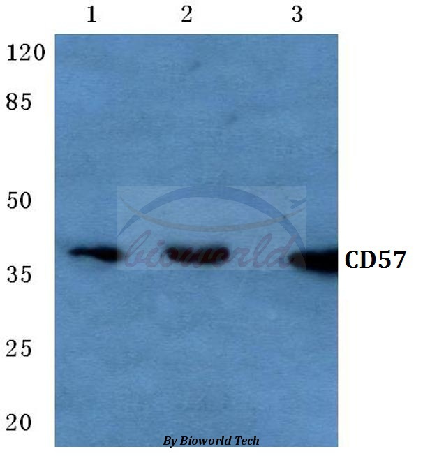 Western blot (WB) analysis of CD57 (V35) pAb at 1:500 dilution Lane1:Hela cell lysate Lane2:sp2/0 cell lysate Lane3:Rat brain tissue lysate