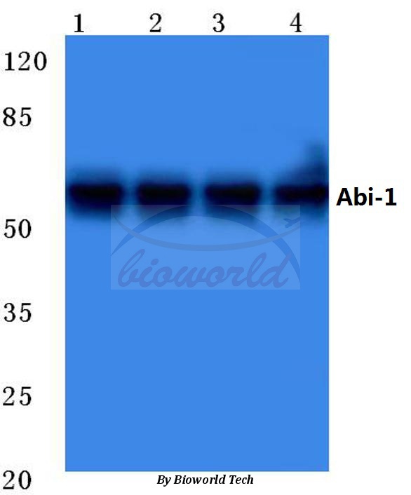 Western blot (WB) analysis of Abi-1 (L201) pAb at 1:500 dilution Lane1:A549 cell lysate Lane2:MCF-7 cell lysate Lane3:Mouse liver tissue lysate Lane4:Rat heart tissue lysate