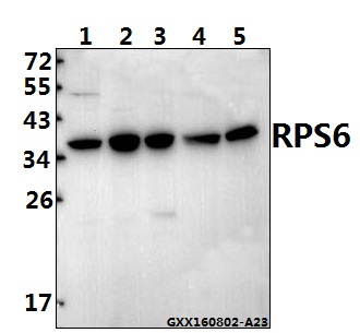 Western blot (WB) analysis of RPS6 (A229) pAb at 1:500 dilution Lane1:HCT116 whole cell lysate(40ug) Lane2:SGC7901 whole cell lysate(40ug) Lane3:HEK293T whole cell lysate(40ug) Lane4:CT26 whole cell lysate(40ug) Lane5:PC12 whole cell lysate(40ug)