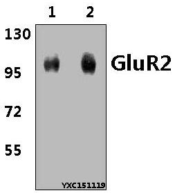 Western blot (WB) analysis of GluR2 (Y873) pAb at 1:500 dillution Lane1:The Brain tissue lysate of Rat(40μg) Lane2:The Brain tissue lysate of Mouse(40μg)