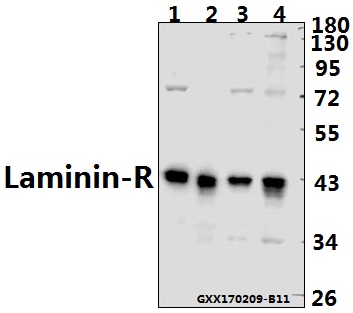 Western blot (WB) analysis of Laminin-R (Q215) pAb at 1:500 dilution Lane1:HEK293T whole cell lysate(40ug) Lane2:NIH-3T3 whole cell lysate(40ug) Lane3:PC12 whole cell lysate(40ug) Lane4:A549 whole cell lysate(40ug)