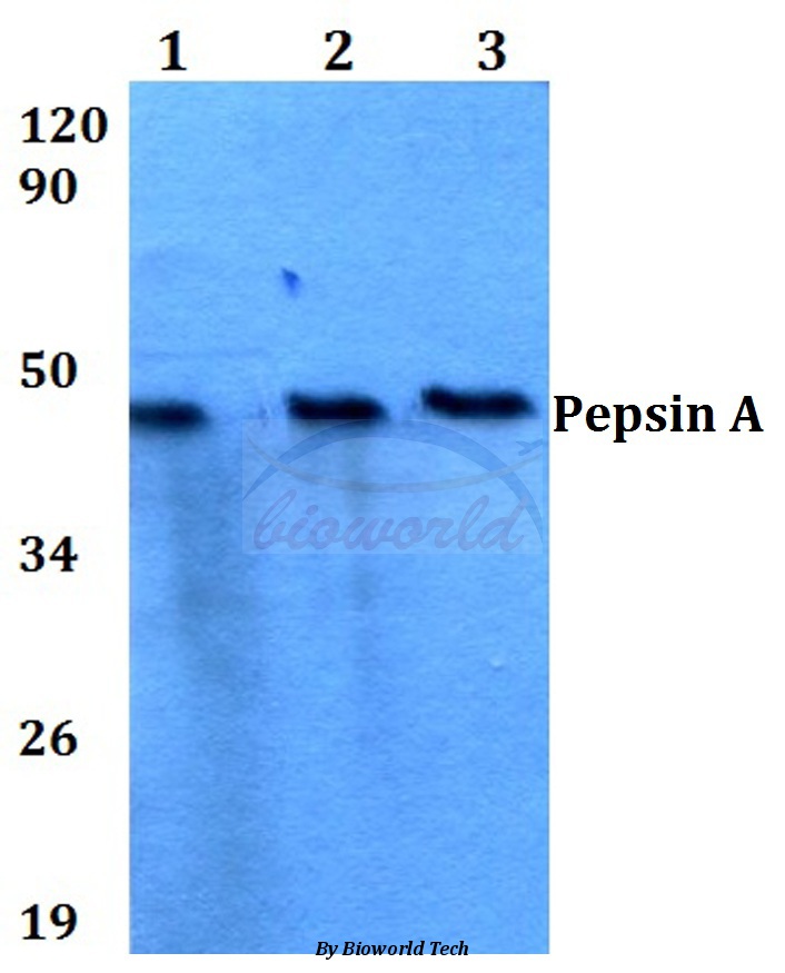 Western blot (WB) analysis of Pepsin A (M307) pAb at 1:500 dilution Lane1:A549 whole cell lysate Lane2:Raw264.7 whole cell lysate Lane3:PC12 whole cell lysate
