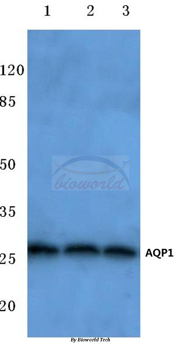 Western blot (WB) analysis of AQP1 (N134) pAb at 1:500 dilution Lane1:A549 cell lysate Lane2:Mouse liver tissue lysate Lane3:Rat liver tissue lysate