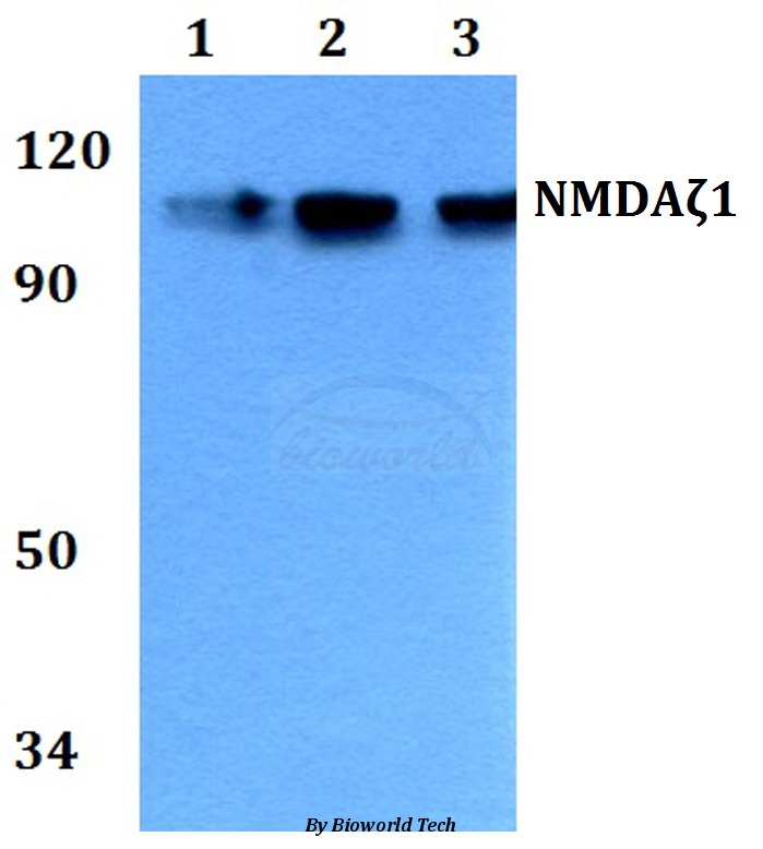 Western blot (WB) analysis of NMDAζ1 (F891) pAb at 1:500 dilution Lane1:MCF-7 whole cell lysate Lane2:Raw264.7 whole cell lysate Lane3:PC12 whole cell lysate