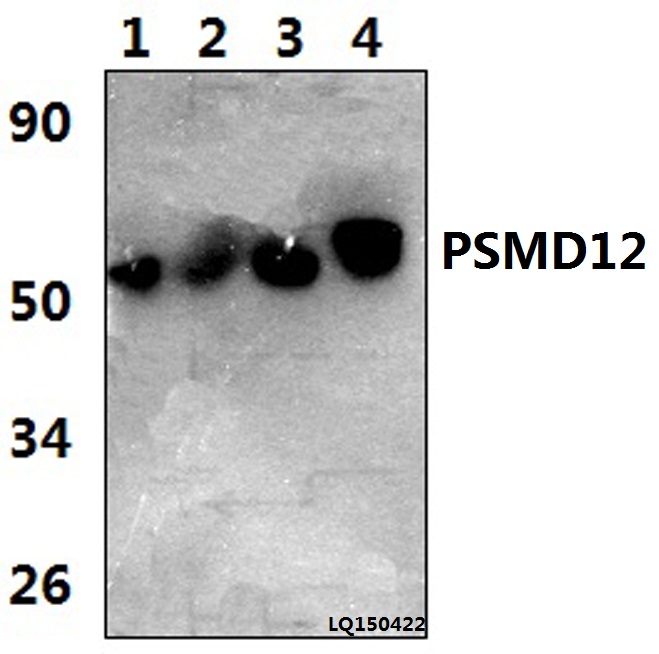 Western blot (WB) analysis of PSMD12 (I186) pAb at 1:1000 dilution Lane1:HELA whole cell lysate(42ug) Lane2:LO2 whole cell lysate(38ug) Lane3:The Kidney tissue lysate of Rat(47ug) Lane4:The Kidney tissue lysate of Mouse(37ug)