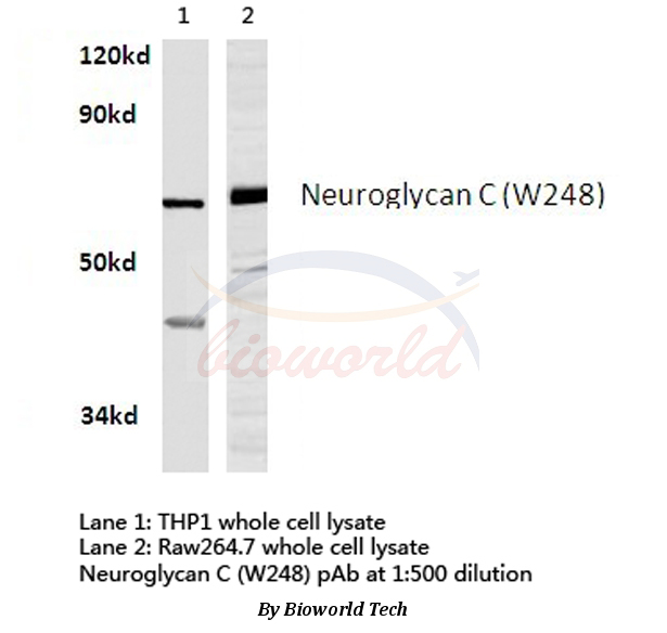 Western blot (WB) analysis of Neuroglycan C (W248) pAb in extracts from THP1 and raw264.7 cells.