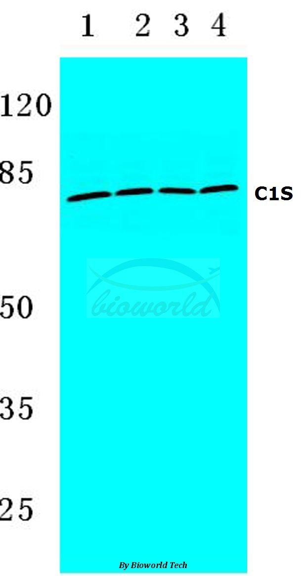 Western blot (WB) analysis of C1S (K583) pAb at 1:500 dilution Lane1:HEK293T cell lysate Lane2:Raw264.7 cell lysate Lane3:NIH-3T3 cell lysate Lane4:Rat kidney tissue lysate