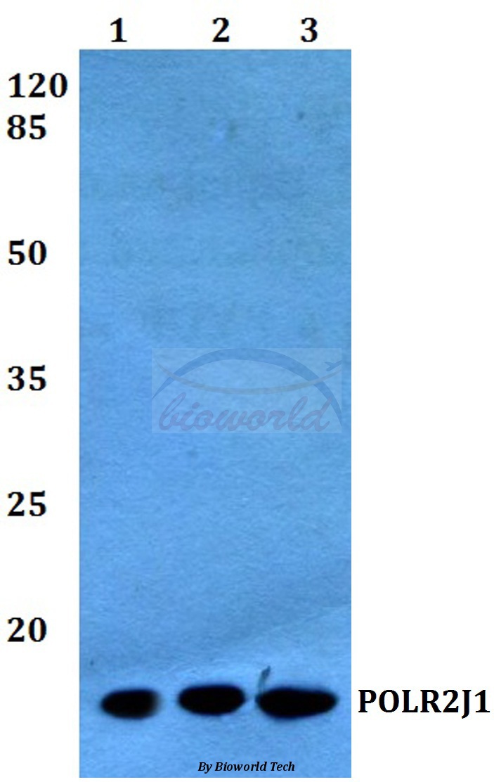 Western blot (WB) analysis of POLR2J1 (D24) pAb at 1:500 dilution Lane1:HEK293T whole cell lysate Lane2:Mouse heart tissue lysate Lane3:Rat heart tissue lysate